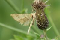 Scotopteryx chenopodiata