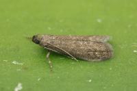 Eccopisa effractella