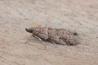 Acrobasis obliqua