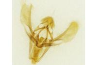 Acrobasis obliqua