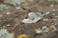 Cilix glaucata