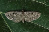 Eupithecia tripunctaria