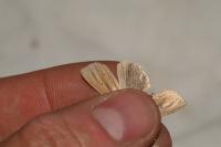 Mythimna impura