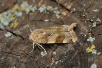 Noctua fimbriata