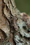 Clostera anachoreta