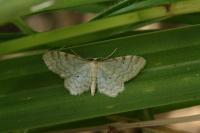Idaea fuscovenosa