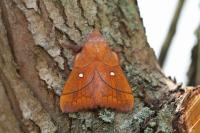 Odonestis pruni