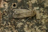 Spodoptera exigua