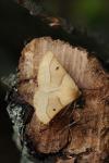Crocallis elinguaria