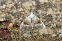 Meganola albula