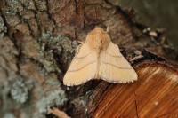 Malacosoma neustria