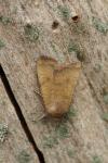 Noctua interjecta