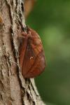 Euthrix potatoria