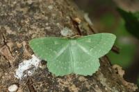 Geometra papilionaria