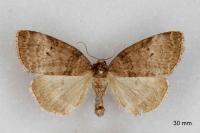 Ochropacha duplaris