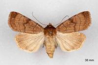 Xestia sexstrigata