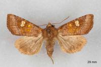 Amphipoea oculea