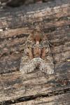 Oligia strigilis/versicolor