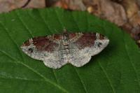 Xanthorhoe spadicearia/ferrugata