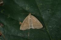Herminia tarsipennalis