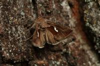 Macdunnoughia confusa