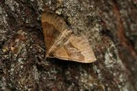 Scotopteryx chenopodiata