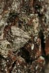 Tephronia sepiaria