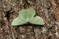 Thalera fimbrialis