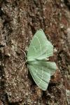 Hemistola chrysoprasaria