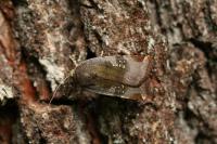 Noctua janthe/janthina