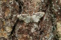 Idaea rusticata
