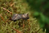 Abrostola triplasia
