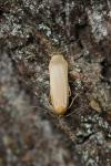 Katha depressa