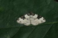 Xanthorhoe fluctuata