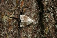 Meganola albula