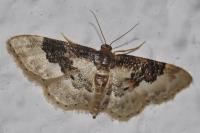 Idaea rusticata