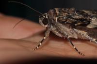 Catocala coniuncta