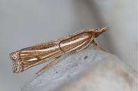 Ancylolomia tentaculella