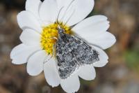 Orenaia alpestralis alpestralis