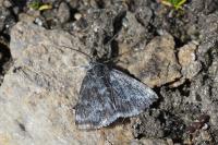 Orenaia helveticalis