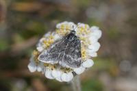 Orenaia helveticalis