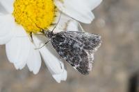 Orenaia lugubralis