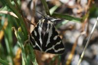 Arctia plantaginis