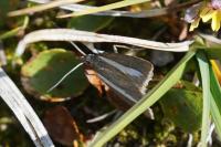 Catoptria radiella