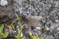 Macaria fusca