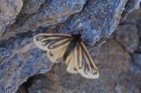 Setina aurita
