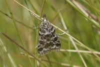 Eudonia sudetica