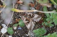Syngrapha hochenwarthi