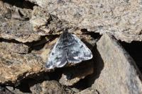 Orenaia alpestralis alpestralis