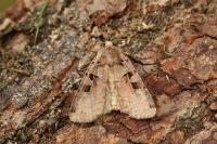 Xestia triangulum